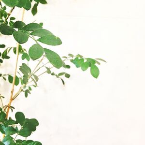 ７月の定休日のお知らせ✩